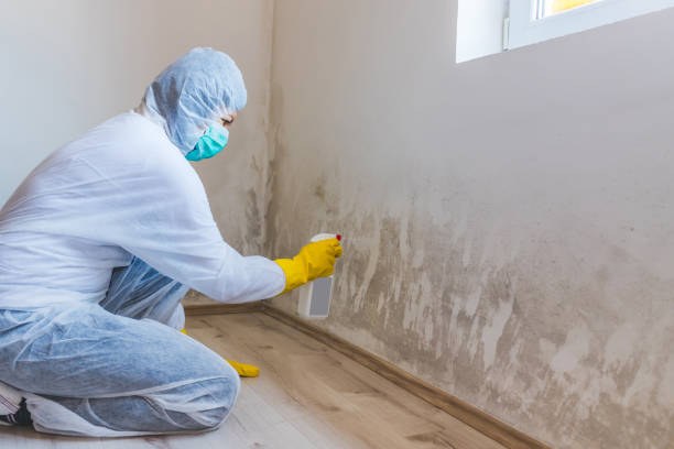 Black mold inspection in Apex