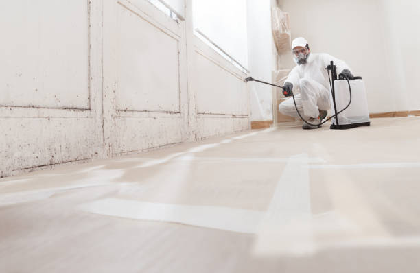 Black mold remediation team in Apex